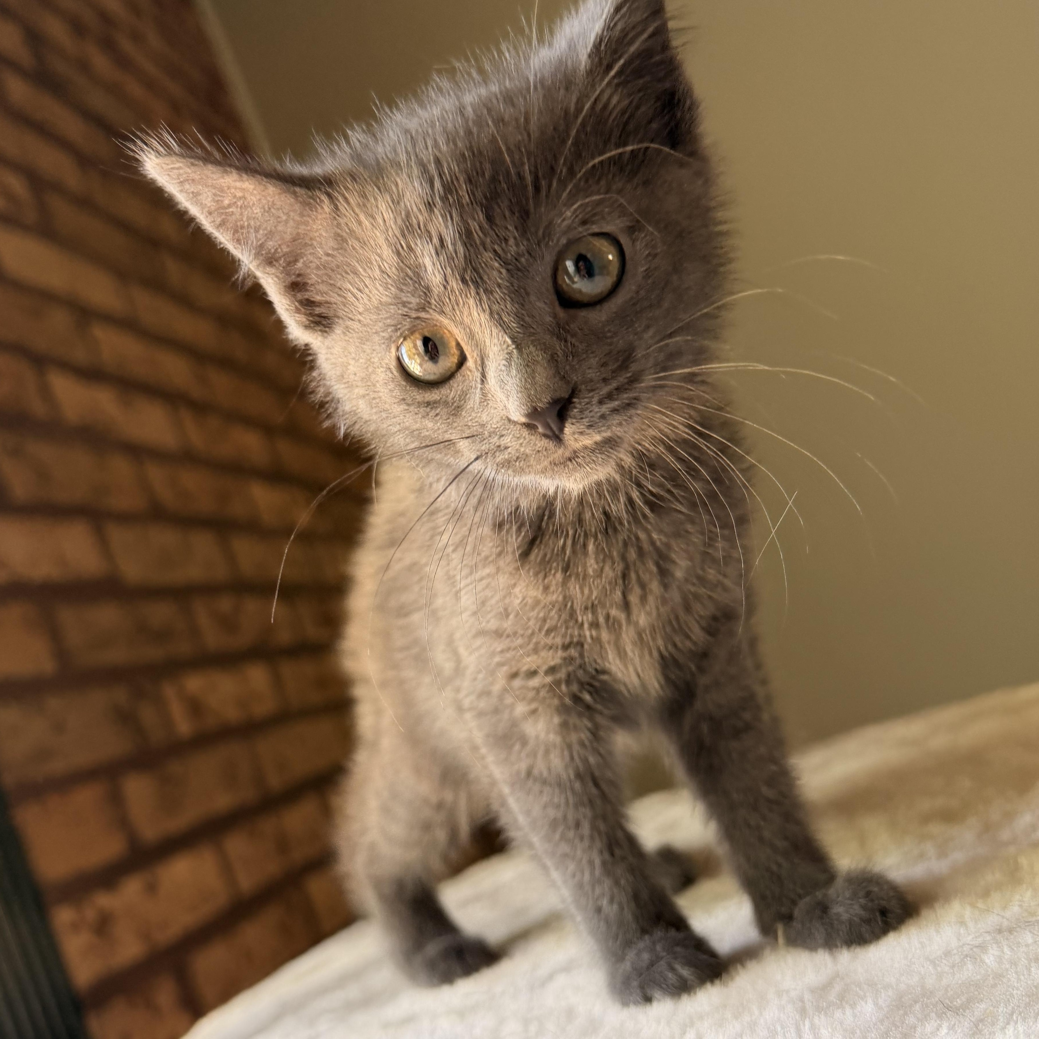 Enlarge Buffy, an adopted Domestic Short Hair in Scranton, PA image 4/6