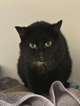 Enlarge Trixie, a Adoptable mixed breed in Traverse City, MI image 3/3