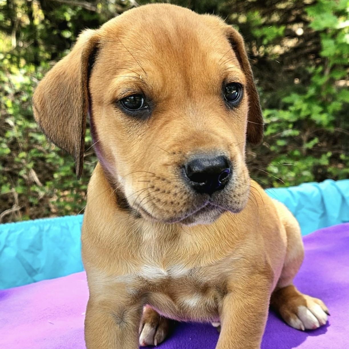 Enlarge Tangelo , a ADOPTABLE mixed breed in Pelham, NH image 4/6