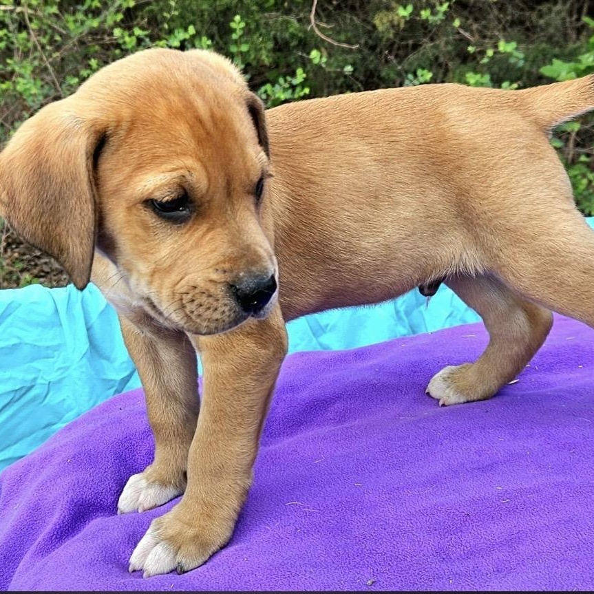 Enlarge Tangelo , a ADOPTABLE mixed breed in Pelham, NH image 6/6