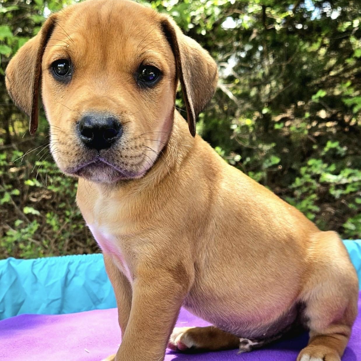 Enlarge Tangelo , a ADOPTABLE mixed breed in Pelham, NH image 3/6