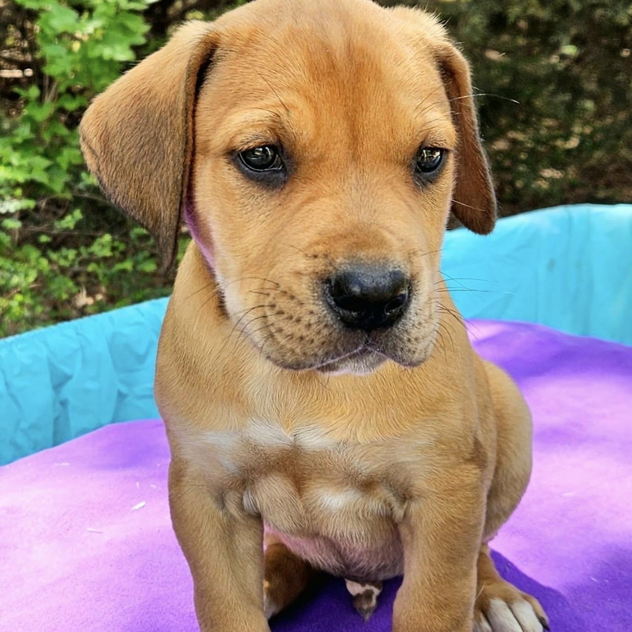 Enlarge Tangelo , a ADOPTABLE mixed breed in Pelham, NH image 2/6