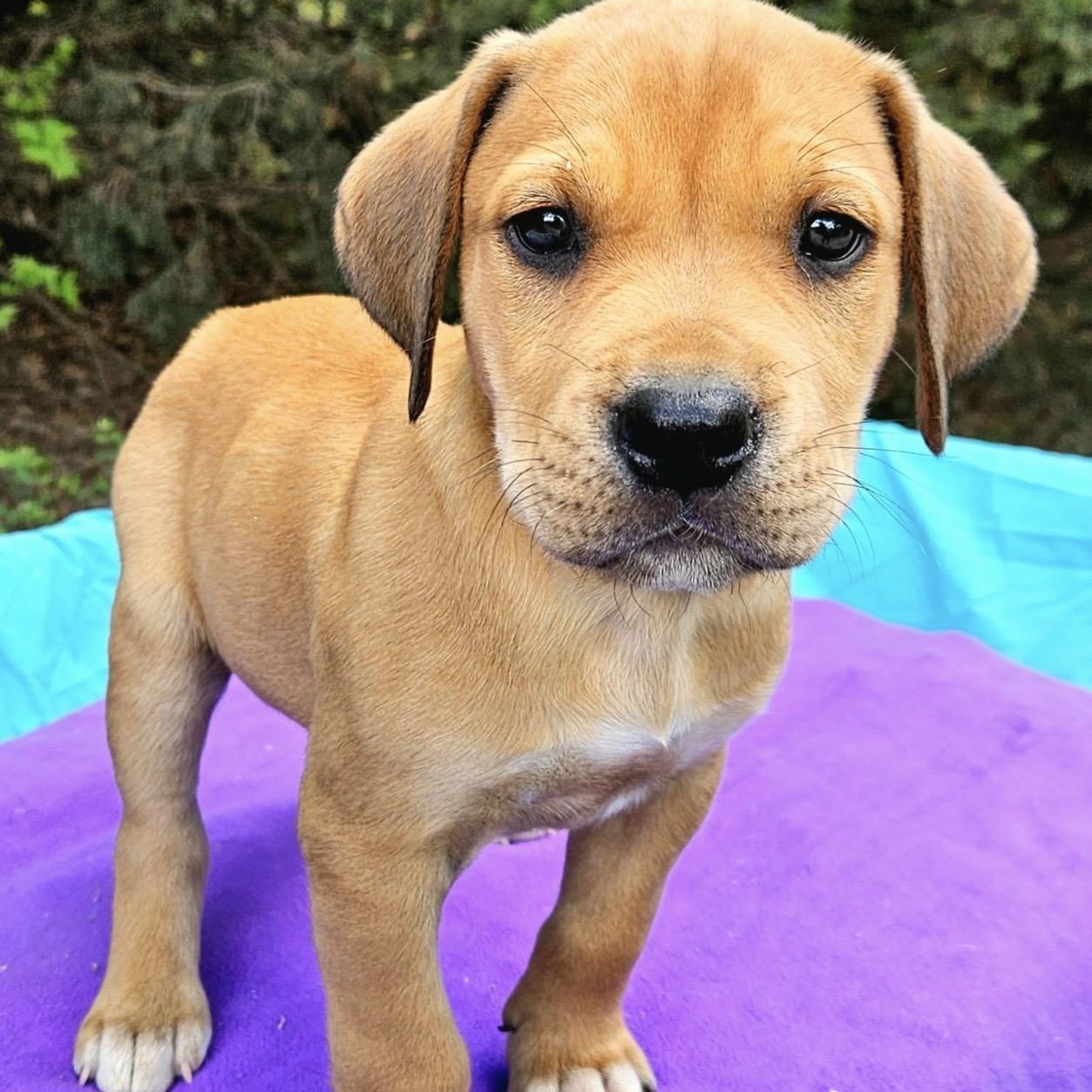 Tangelo , ADOPTABLE, Puppy Male Labrador Retriever & Mixed Breed.