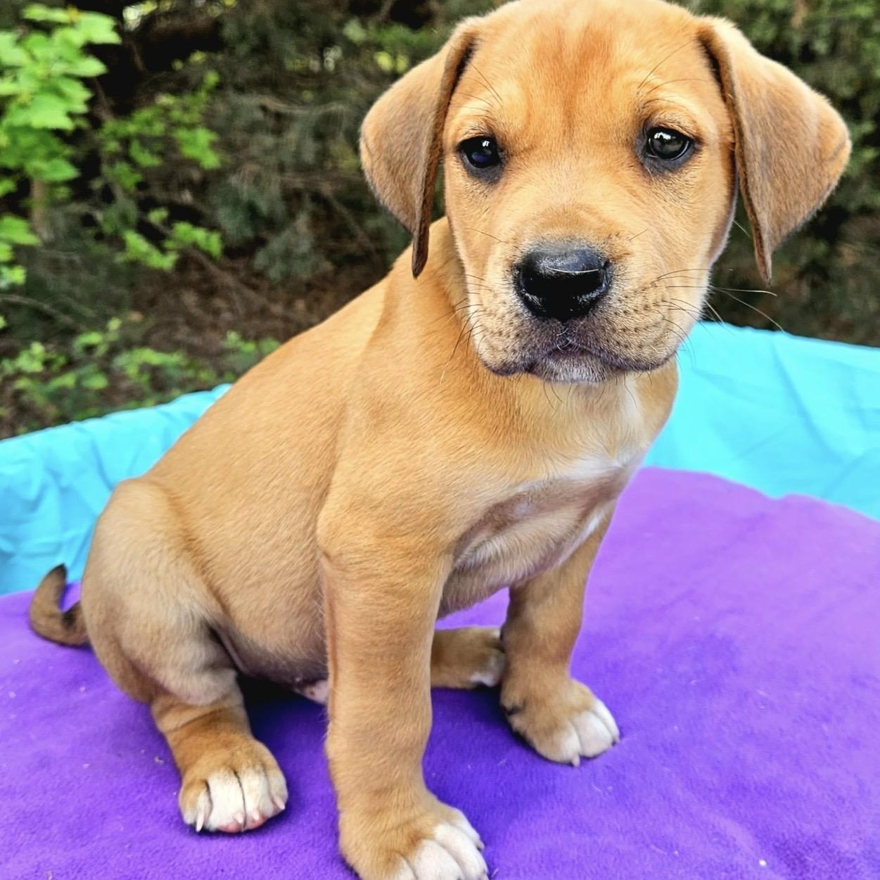 Enlarge Tangelo , a ADOPTABLE mixed breed in Pelham, NH image 5/6