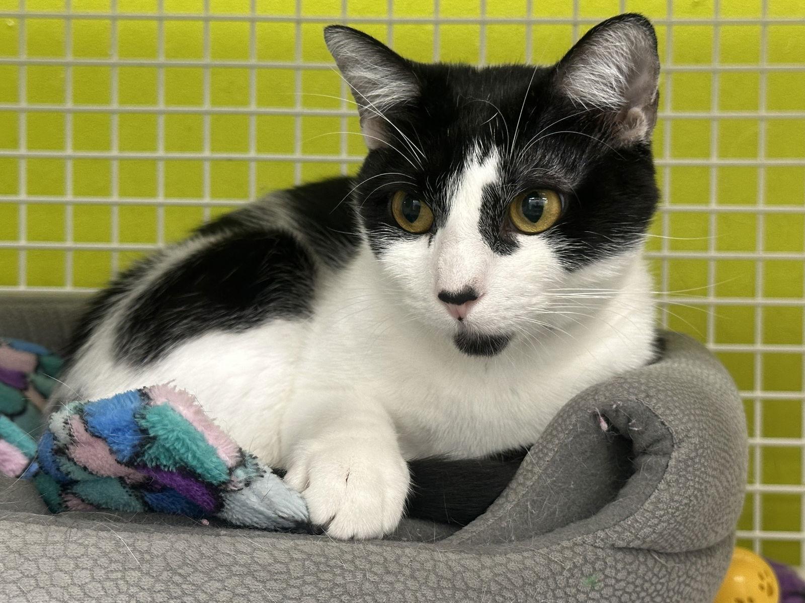 Rosie, Adoptable, Adult Female Domestic Short Hair.