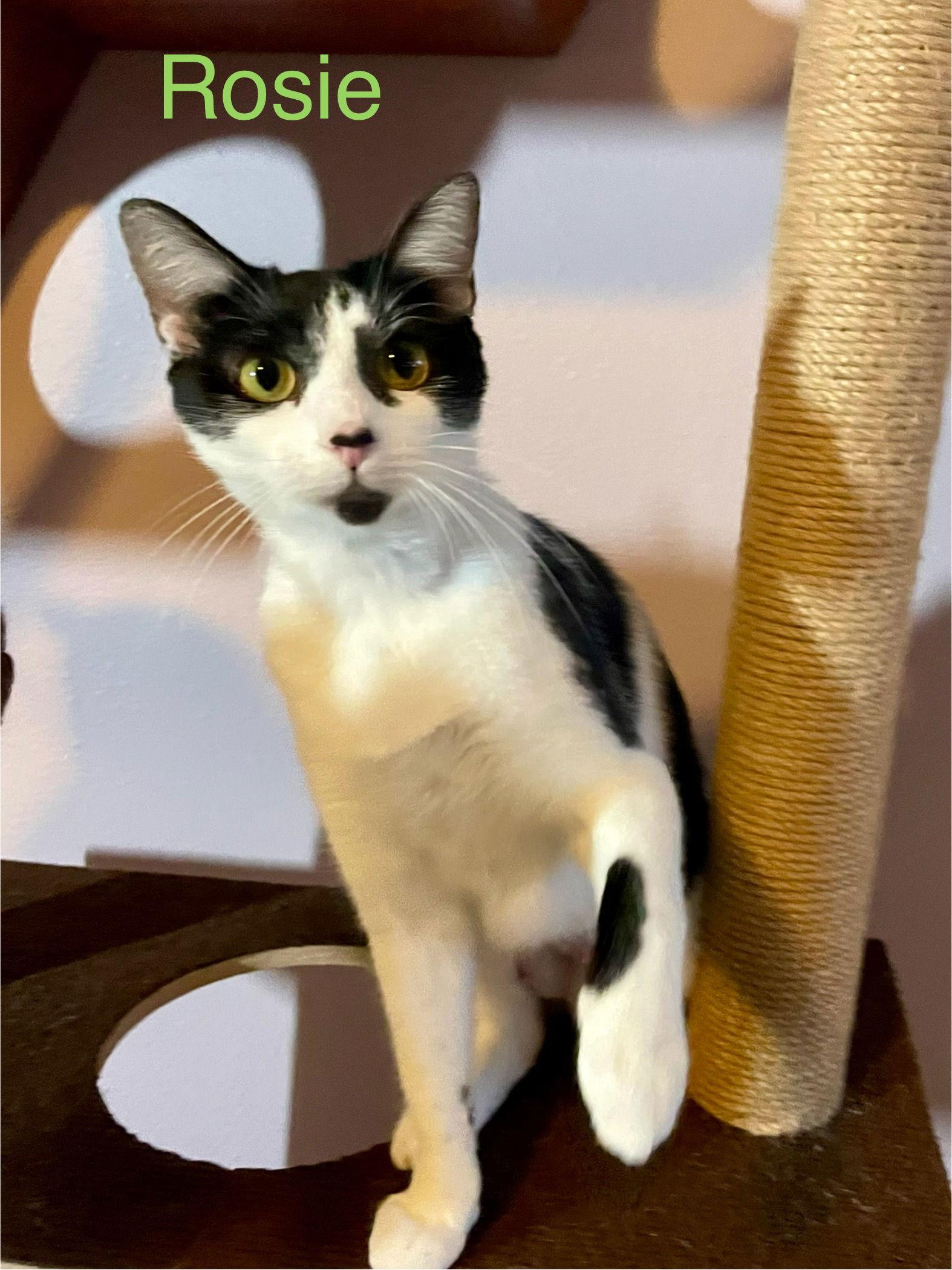 Rosie, a Adoptable Domestic Short Hair in Bellevue, WA image 2/3