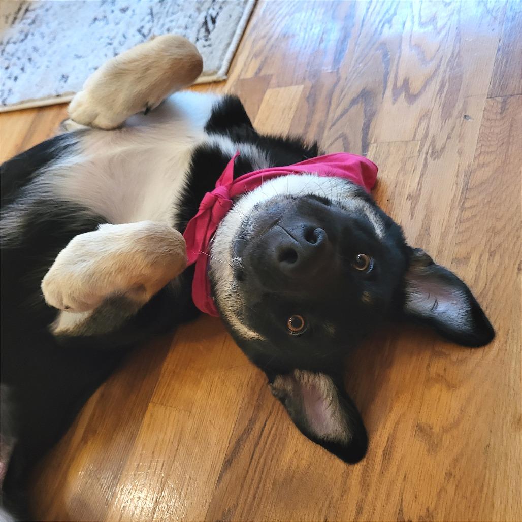 Laura, a Adoptable mixed breed in Chicago, IL image 2/6