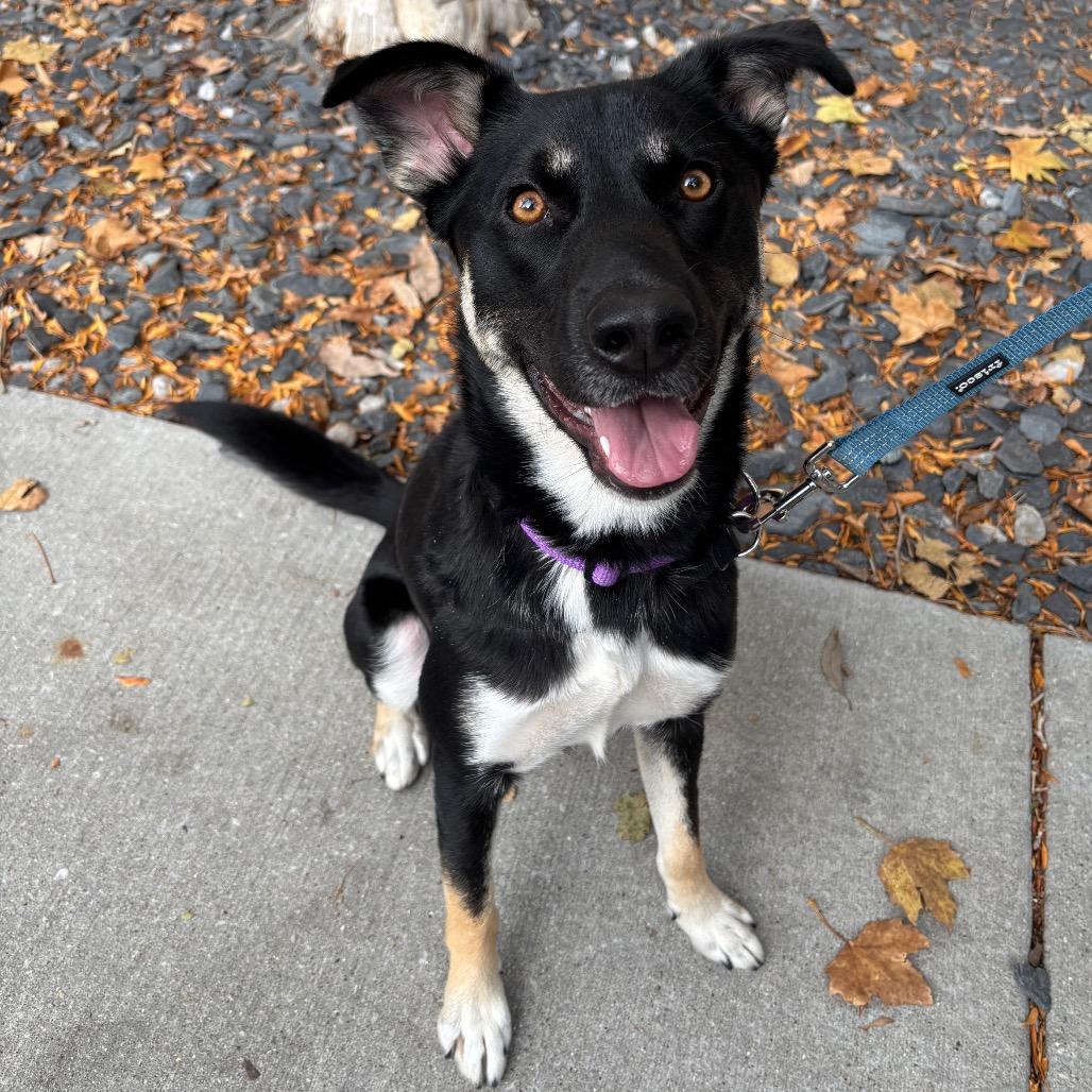 Enlarge Laura, a Adoptable mixed breed in Chicago, IL image 2/6