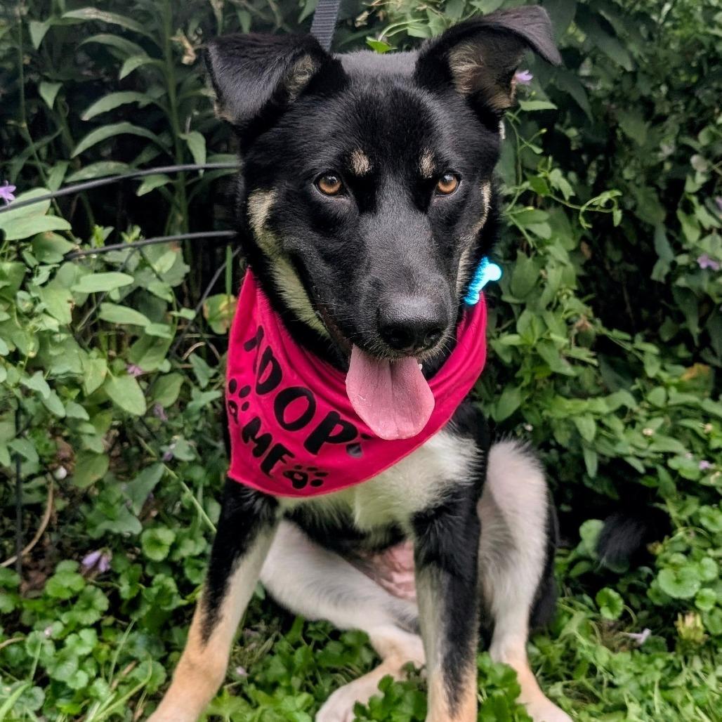 Laura, a Adoptable mixed breed in Chicago, IL image 3/6