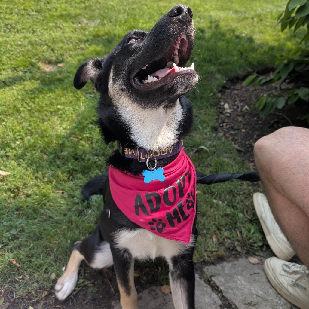 Laura, a Adoptable mixed breed in Chicago, IL image 4/6