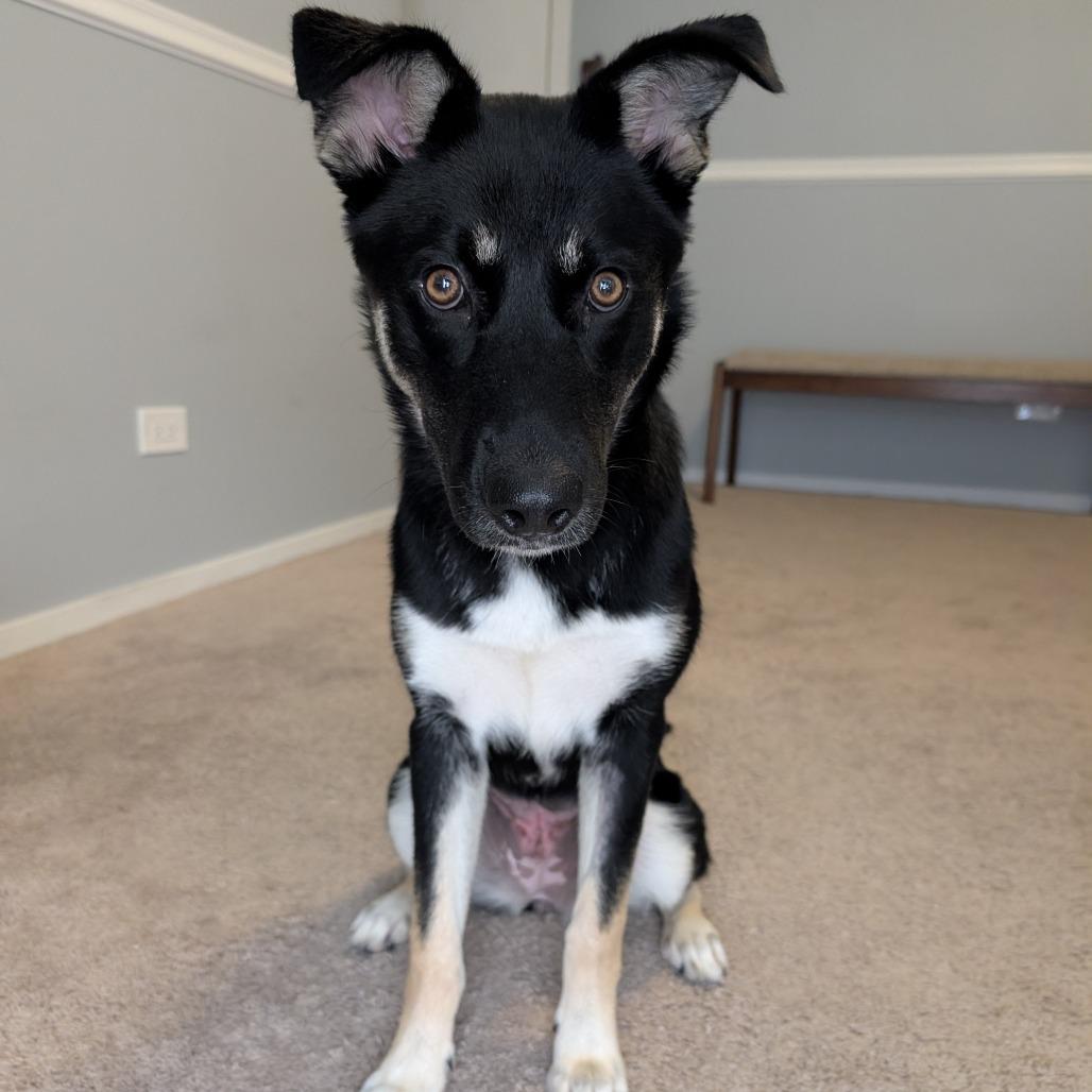 Laura, a Adoptable mixed breed in Chicago, IL image 5/6