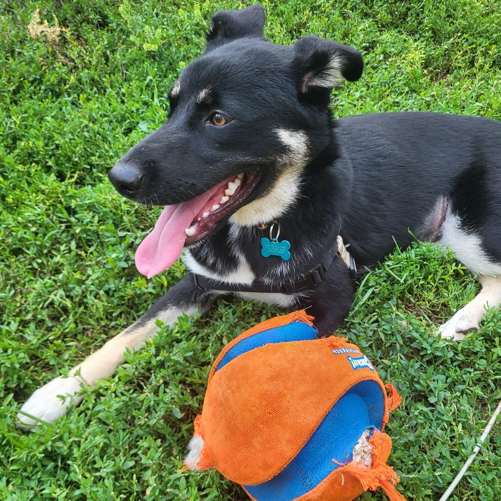 Laura, a Adoptable mixed breed in Chicago, IL image 6/6