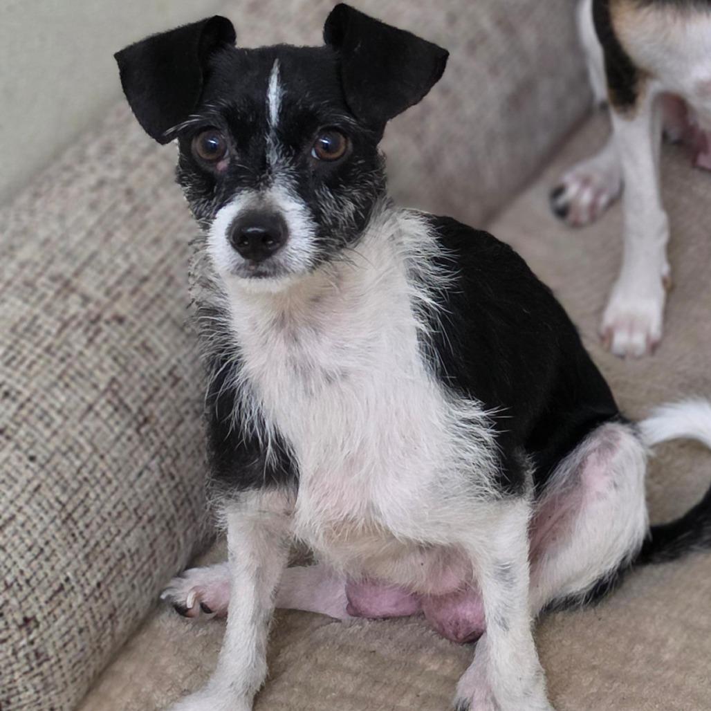 Enlarge Little Bit - City of Industry Location, a Adoptable mixed breed in Chino Hills, CA image 1/6