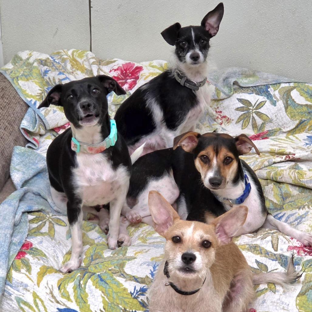 Enlarge Little Bit - City of Industry Location, a Adoptable mixed breed in Chino Hills, CA image 2/6