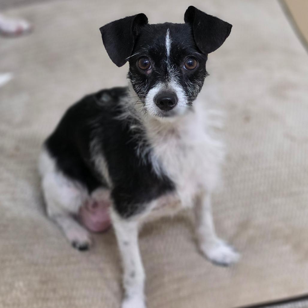 Enlarge Little Bit - City of Industry Location, a Adoptable mixed breed in Chino Hills, CA image 3/6