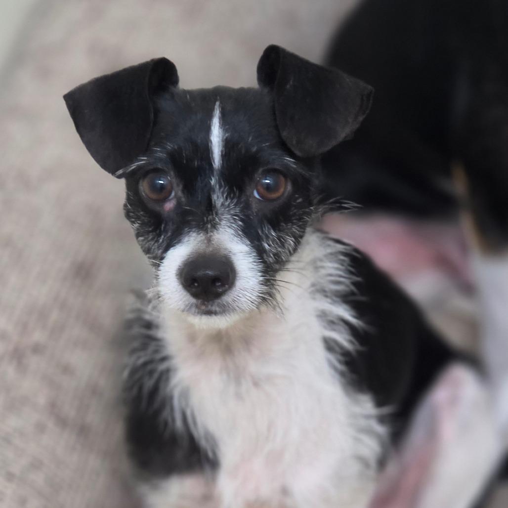 Enlarge Little Bit - City of Industry Location, a Adoptable mixed breed in Chino Hills, CA image 4/6