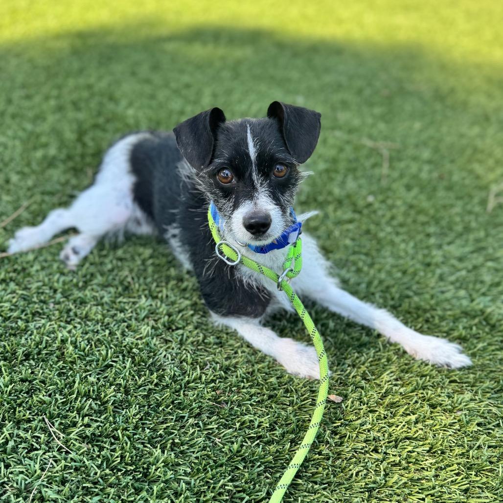 Enlarge Little Bit - City of Industry Location, a Adoptable mixed breed in Chino Hills, CA image 5/6