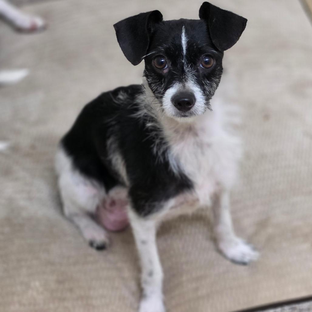 Enlarge Little Bit - City of Industry Location, a Adoptable mixed breed in Chino Hills, CA image 6/6