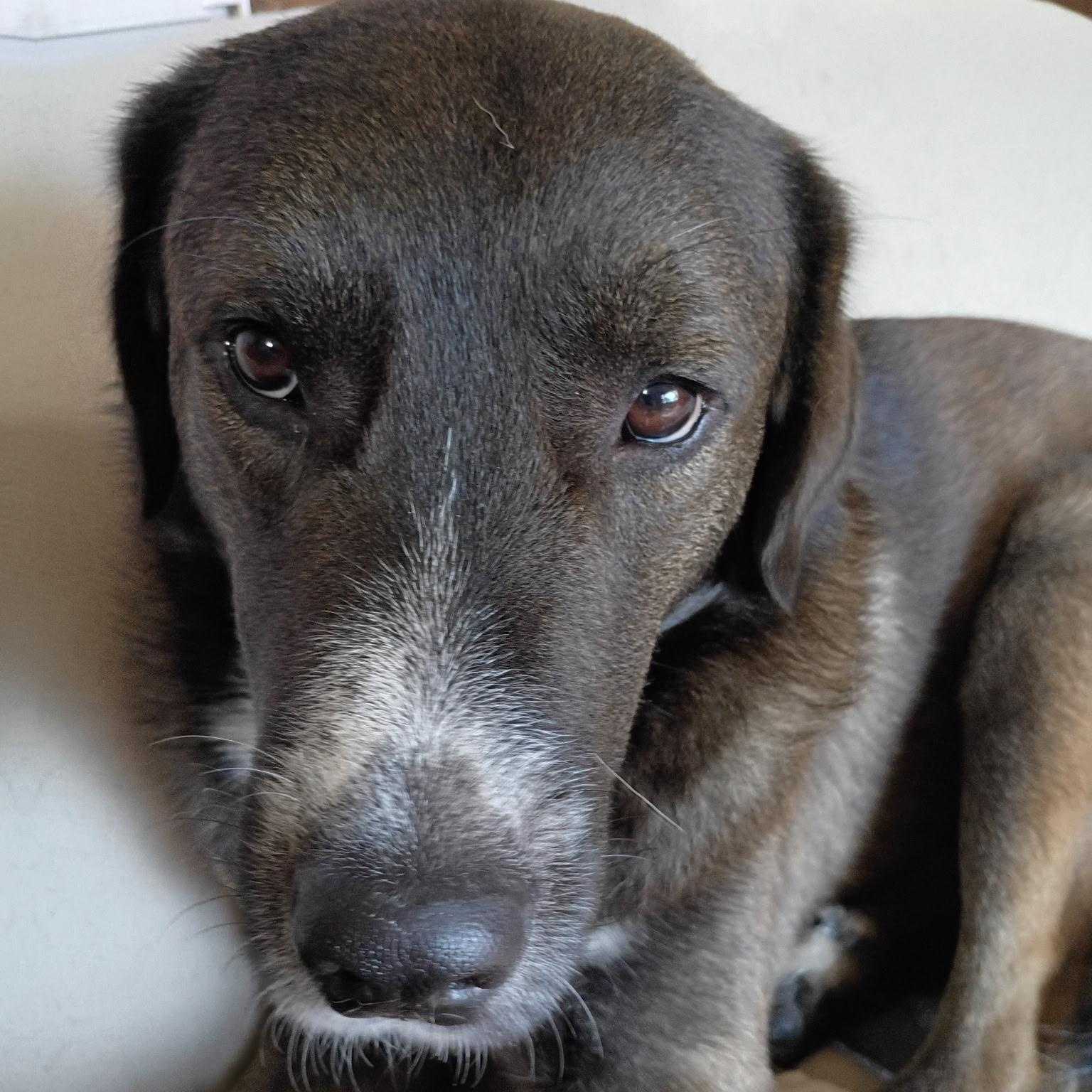 Buddy, ADOPTABLE, Young Male Mixed Breed.