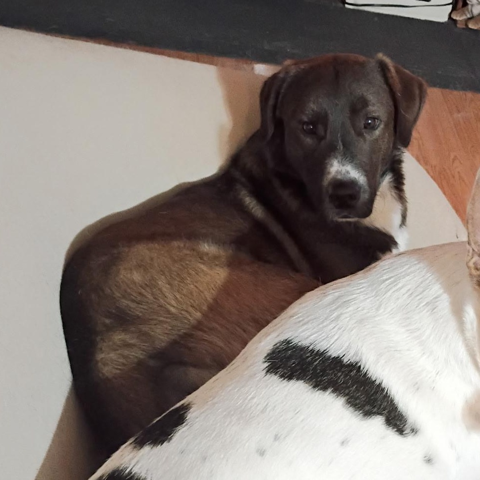 Enlarge Buddy, a ADOPTABLE mixed breed in Olathe, KS image 6/6