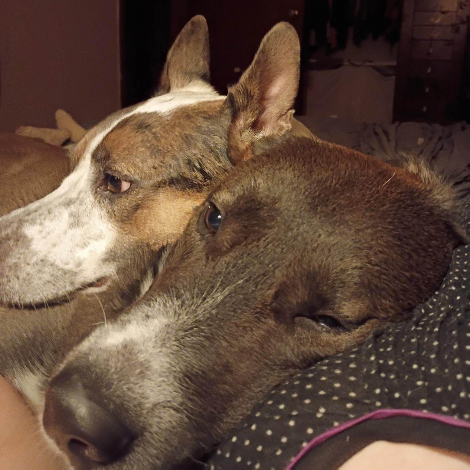Enlarge Buddy, a ADOPTABLE mixed breed in Olathe, KS image 3/6