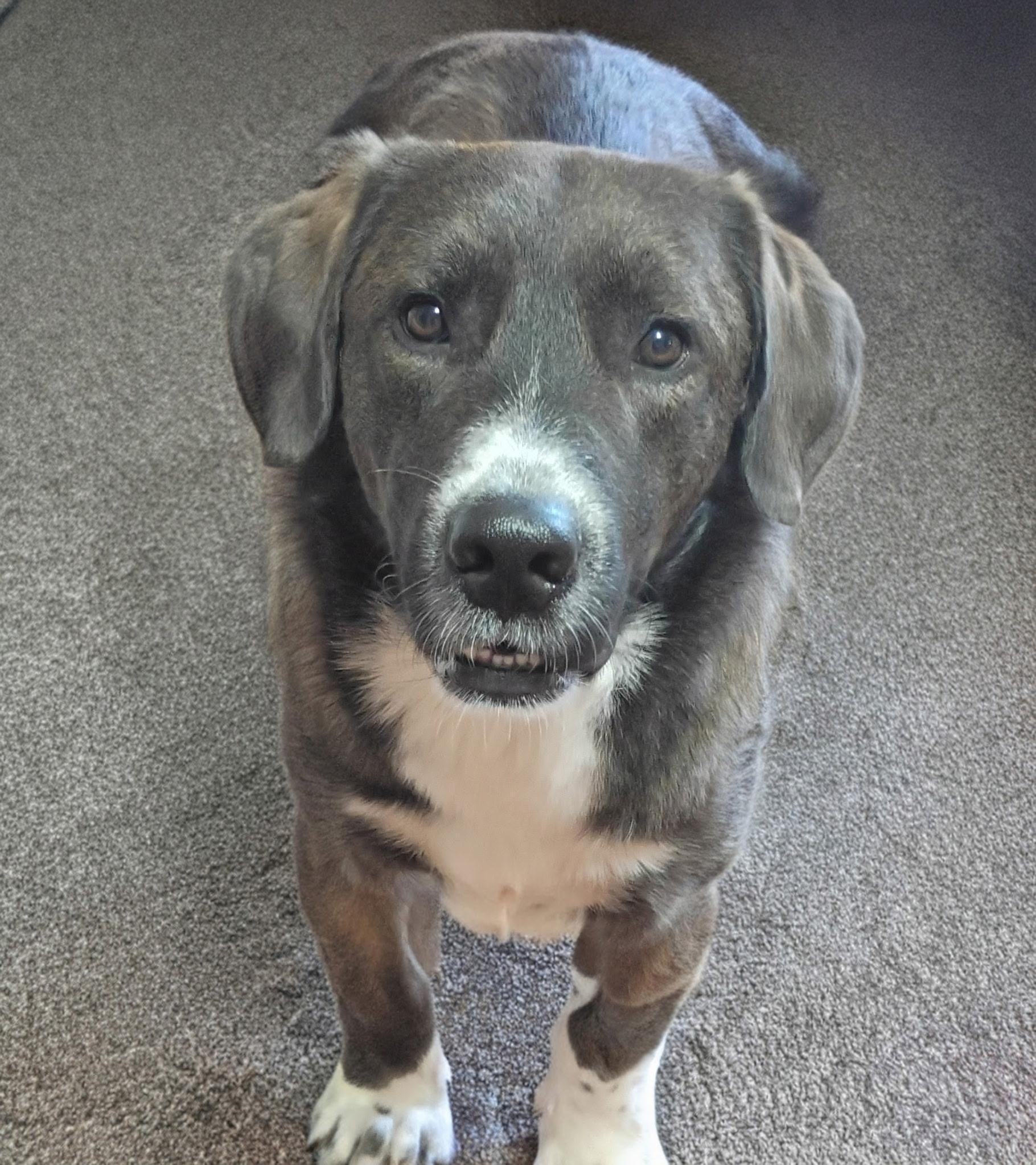 Enlarge Buddy, a ADOPTABLE mixed breed in Olathe, KS image 4/6