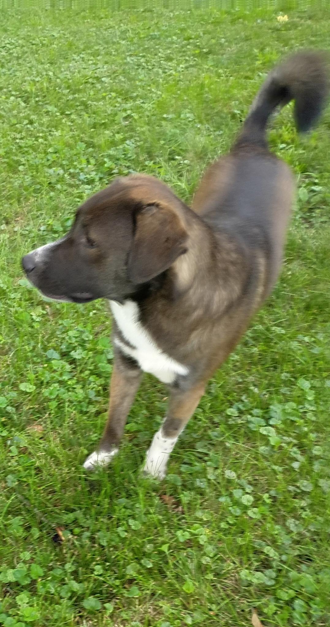 Enlarge Buddy, a ADOPTABLE mixed breed in Olathe, KS image 5/6