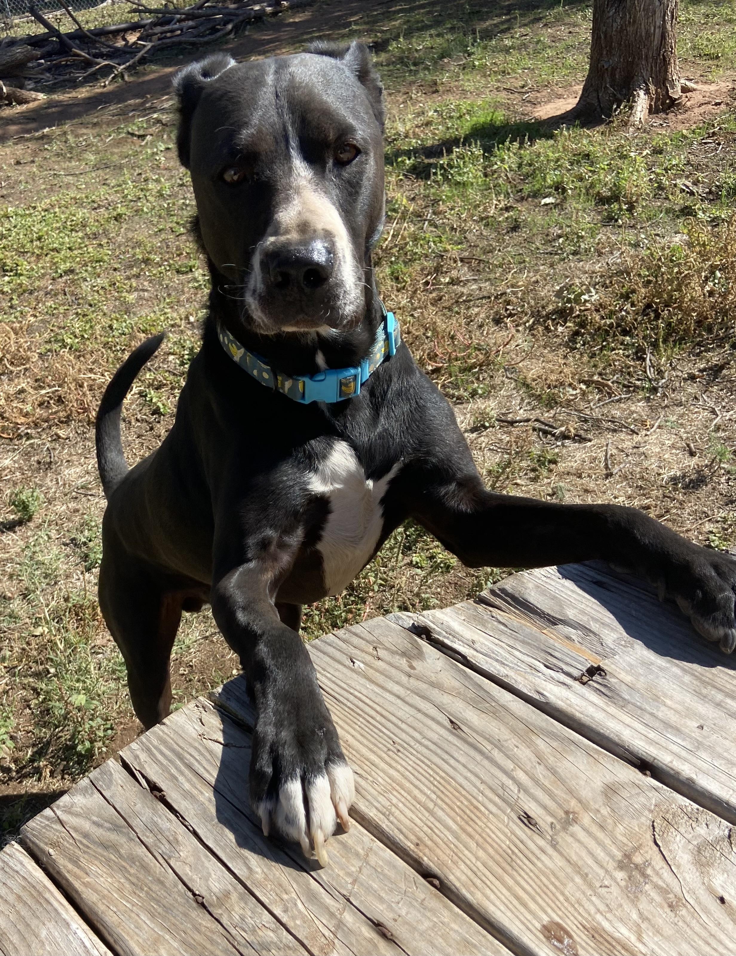Kinzo, a Adoptable mixed breed in Boise, ID image 2/3