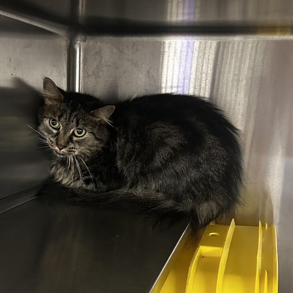 Enlarge Tosie, a Adoptable Domestic Medium Hair in Manhattan, KS image 1/2