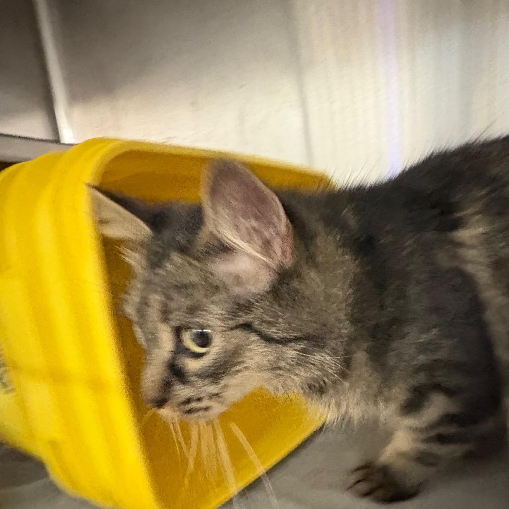Enlarge Tosie, a Adoptable Domestic Medium Hair in Manhattan, KS image 2/2