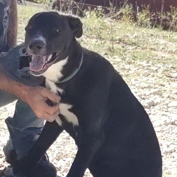 Enlarge Aurora, a Adoptable mixed breed in Kempner, TX image 2/3