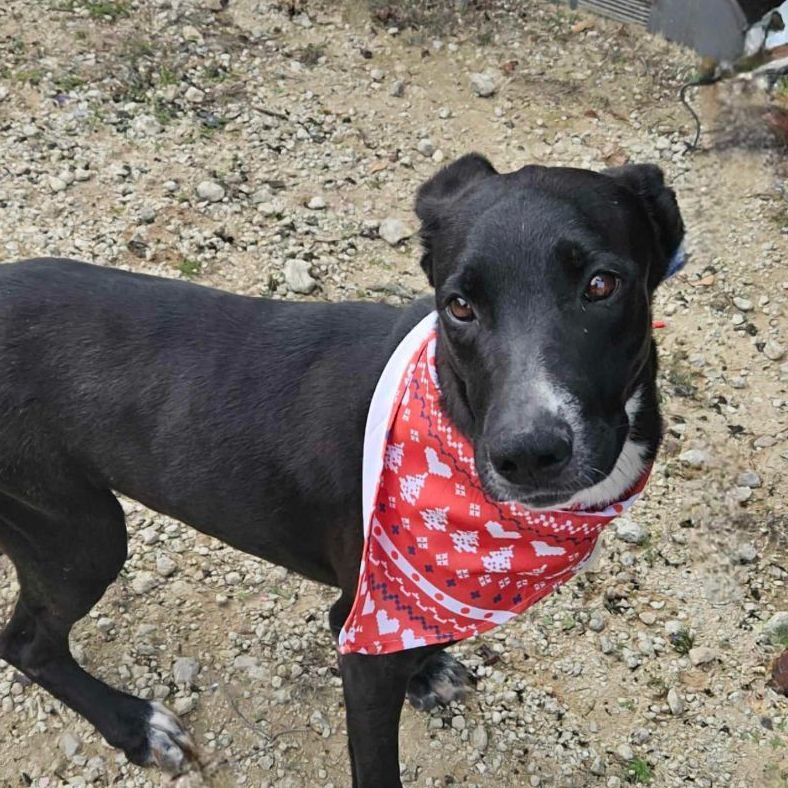 Enlarge Aurora, a Adoptable mixed breed in Kempner, TX image 1/3