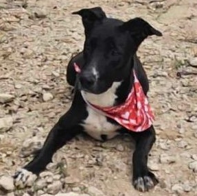 Enlarge Aurora, a Adoptable mixed breed in Kempner, TX image 3/3