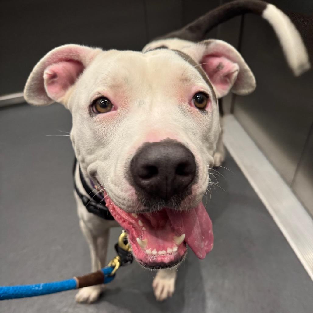 Enlarge Hazel, a Adoptable Mixed Breed in Playa Vista, CA image 1/6