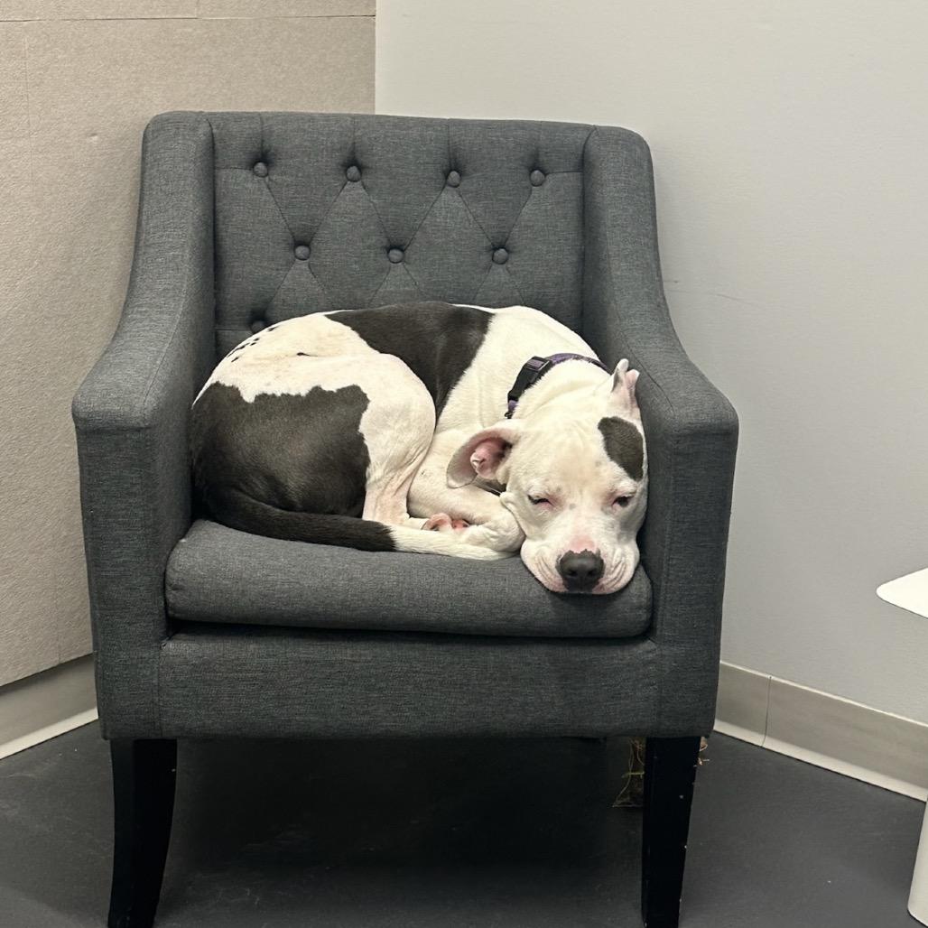 Enlarge Hazel, a Adoptable Mixed Breed in Playa Vista, CA image 3/6