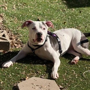 Enlarge Hazel, a Adoptable Mixed Breed in Playa Vista, CA image 4/6