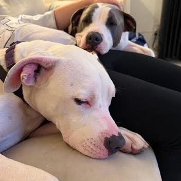 Enlarge Hazel, a Adoptable Mixed Breed in Playa Vista, CA image 5/6