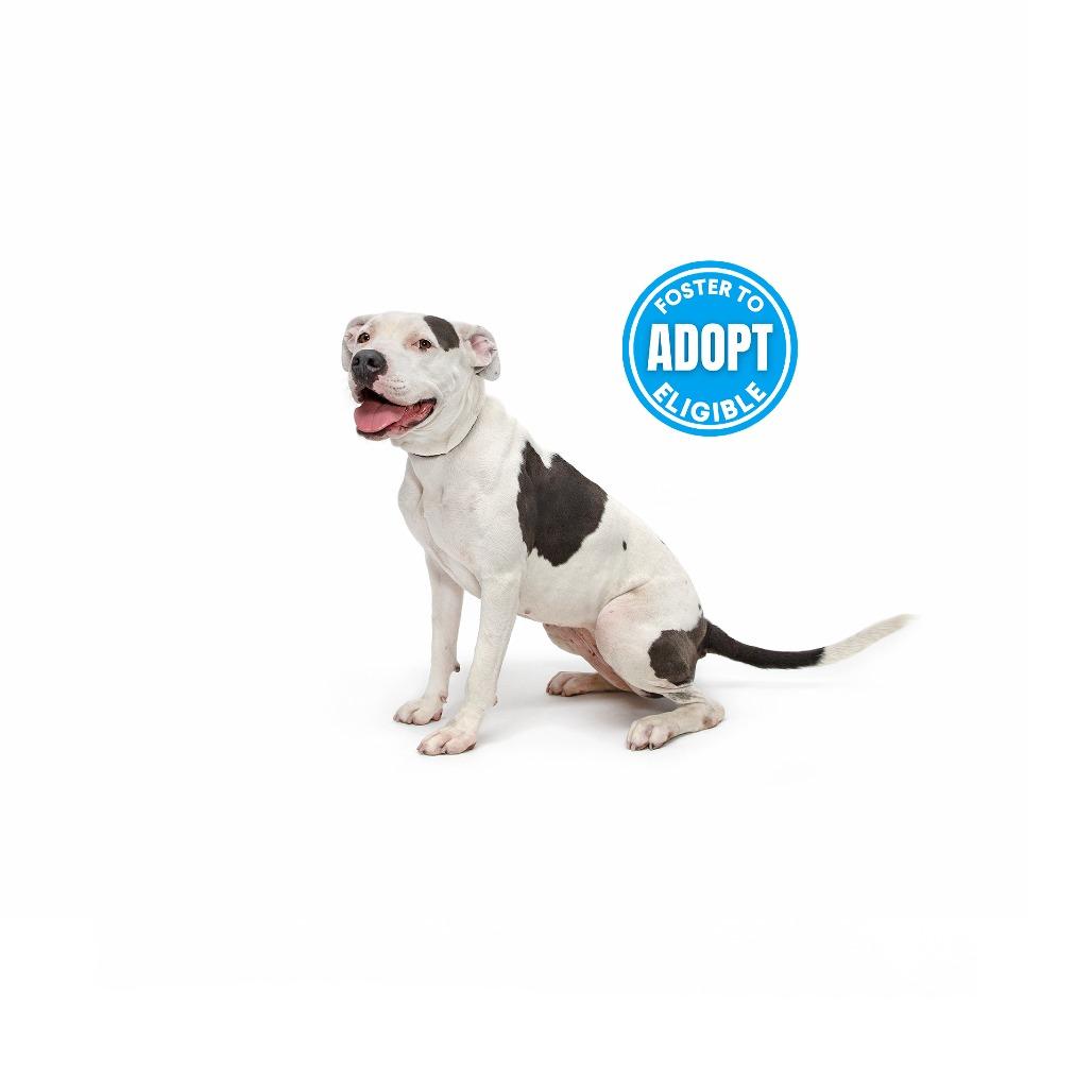 Enlarge Hazel, a Adoptable Mixed Breed in Playa Vista, CA image 6/6