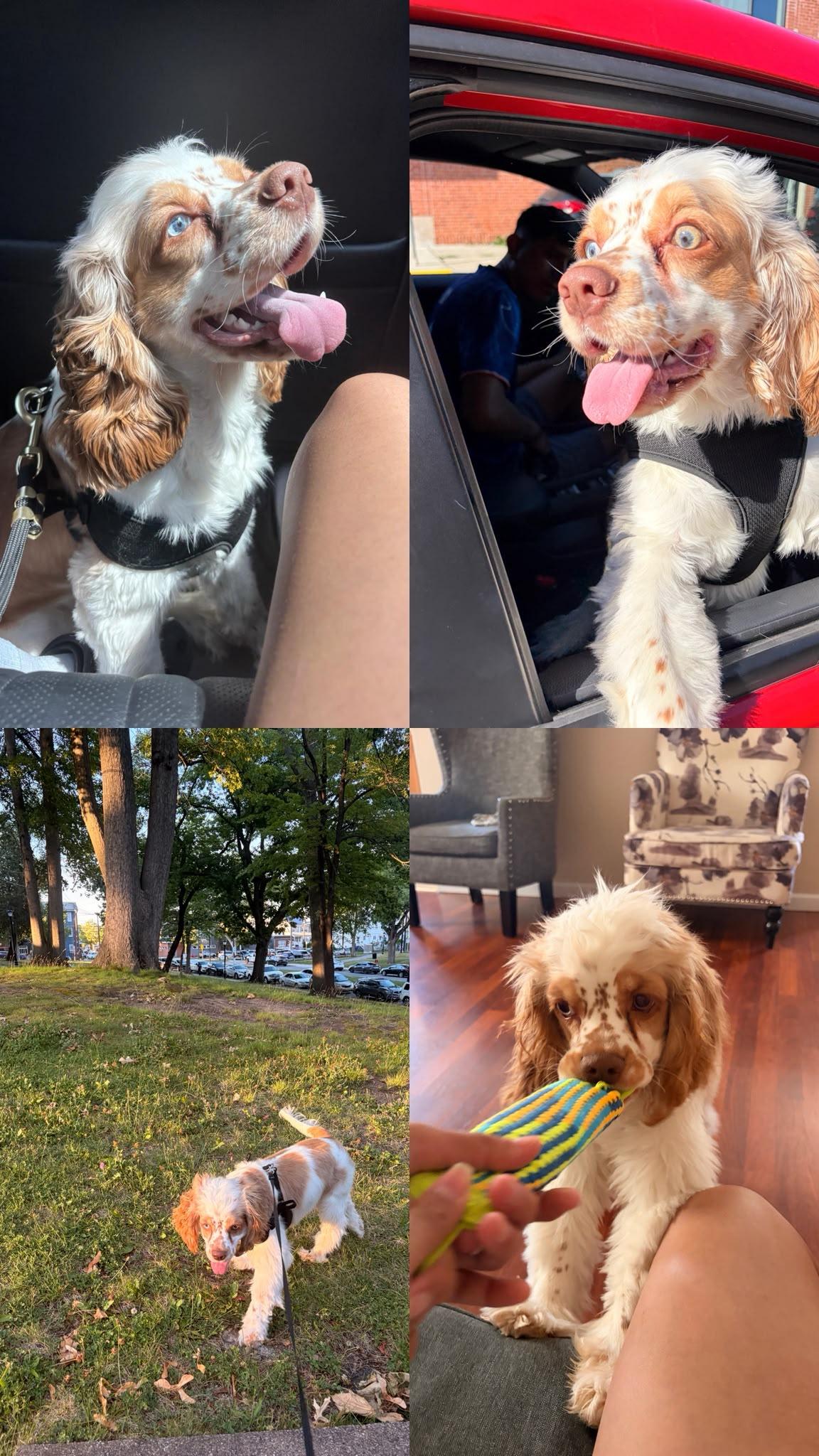 Enlarge Freckles, an adopted Cocker Spaniel in Newark, NJ image 4/4
