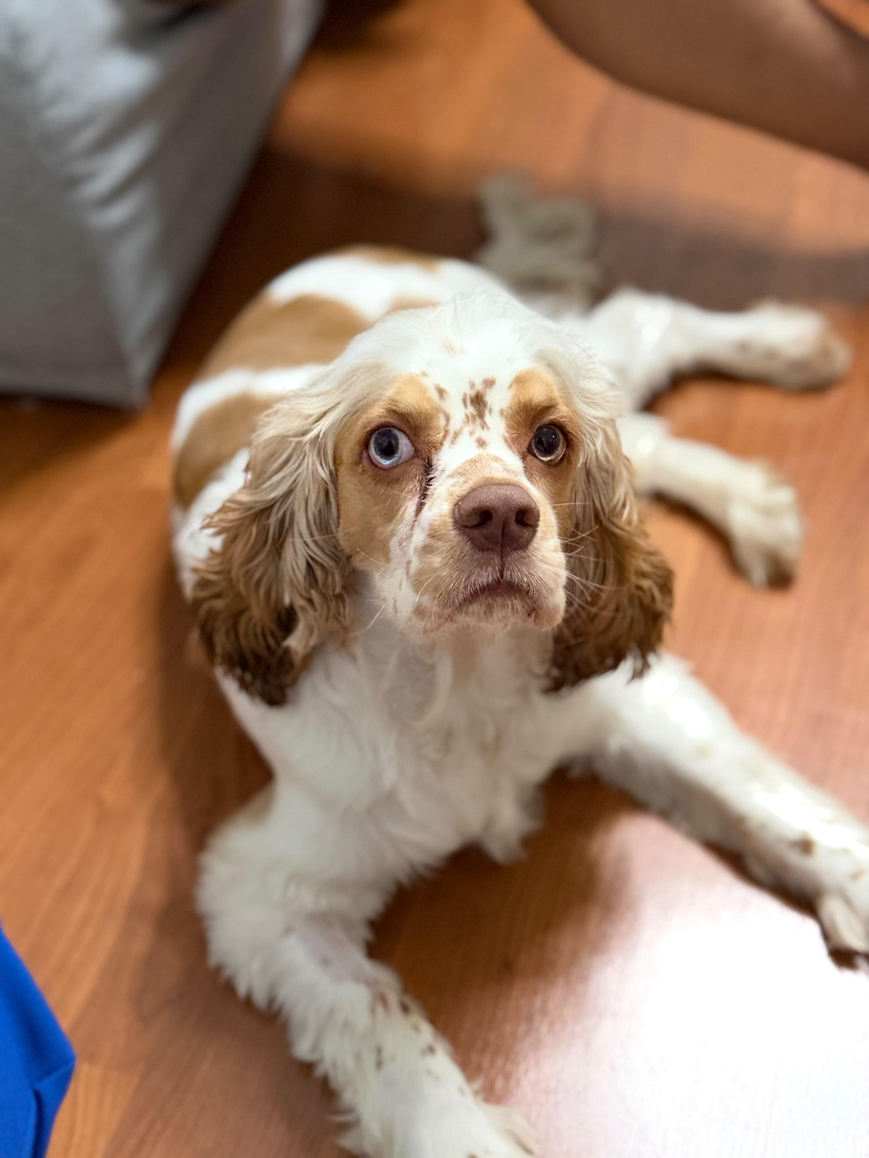 Freckles, adopted, Young Male Cocker Spaniel.