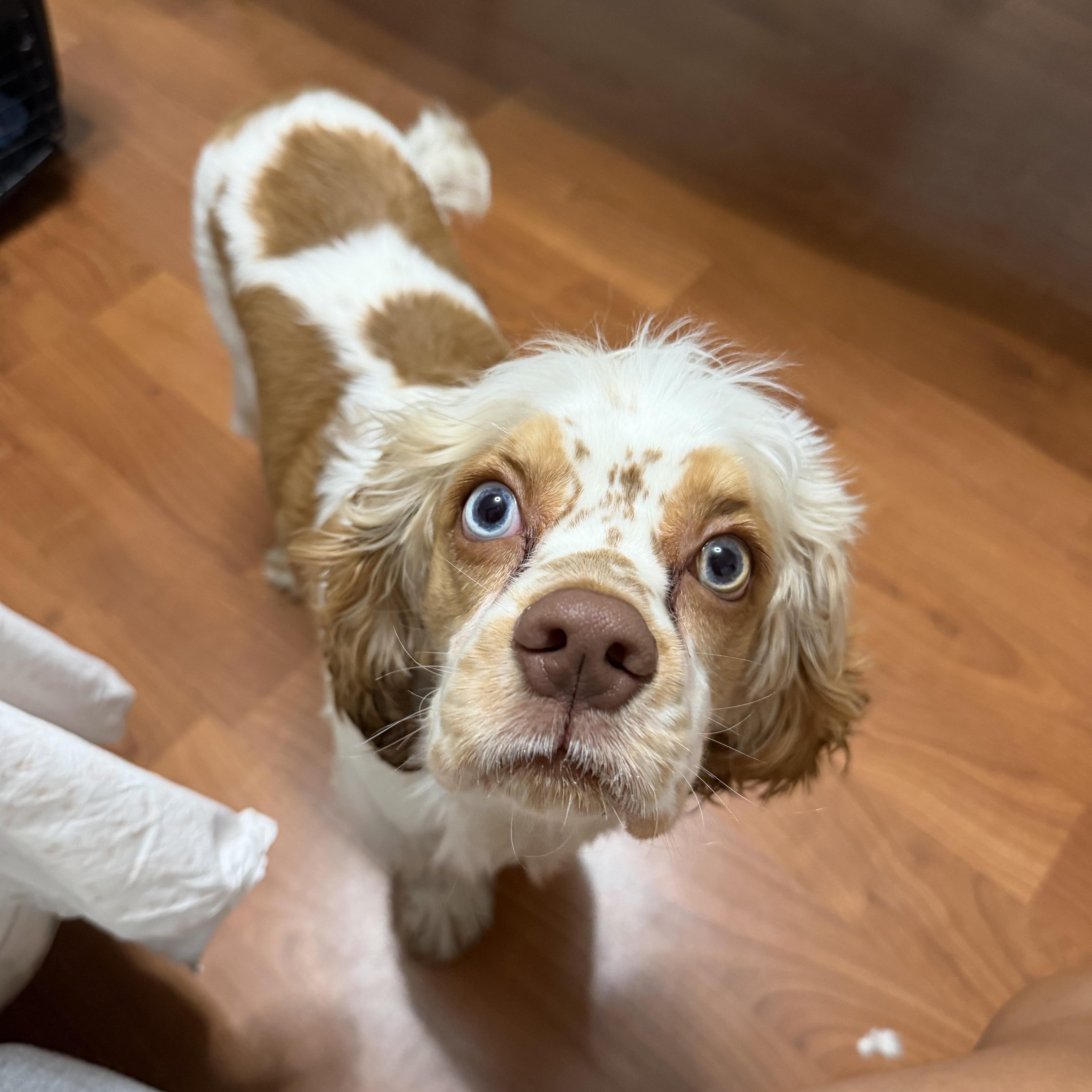Enlarge Freckles, an adopted Cocker Spaniel in Newark, NJ image 3/4