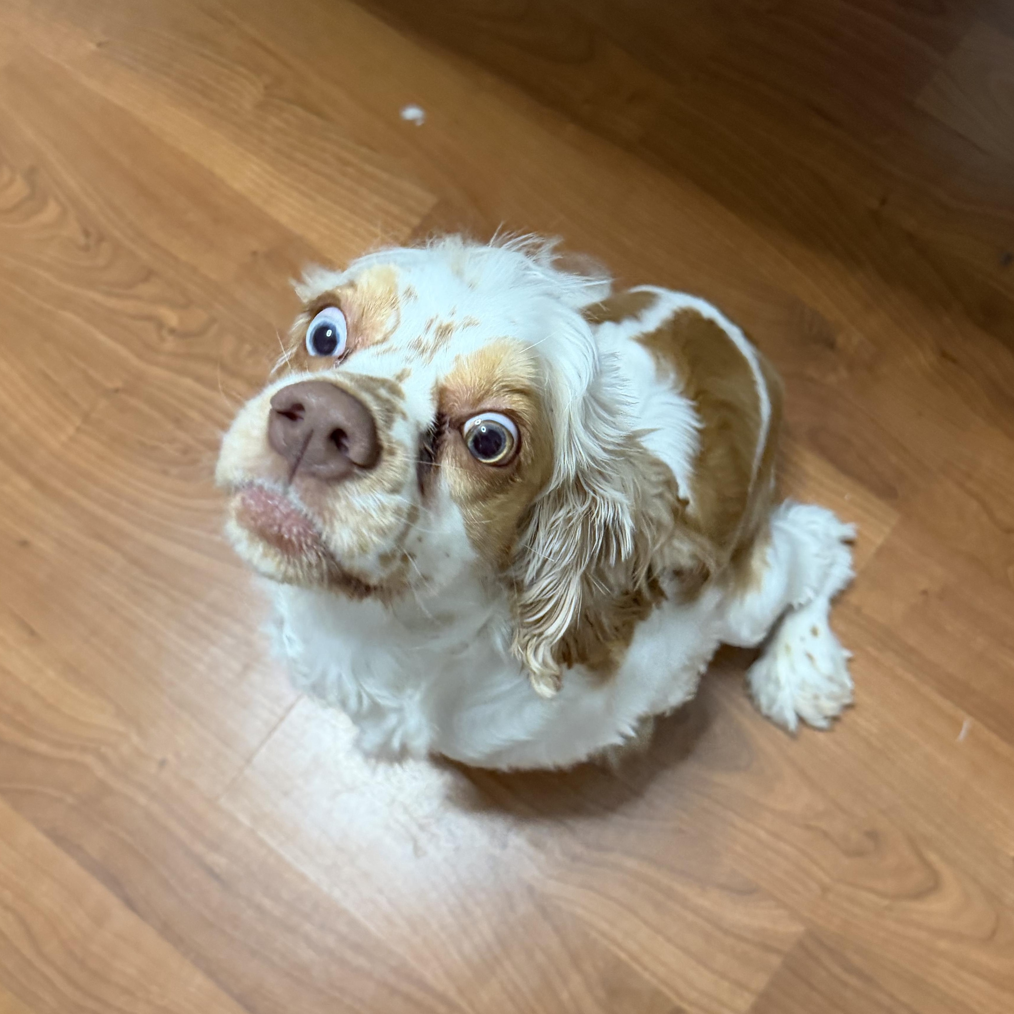 Enlarge Freckles, an adopted Cocker Spaniel in Newark, NJ image 2/4