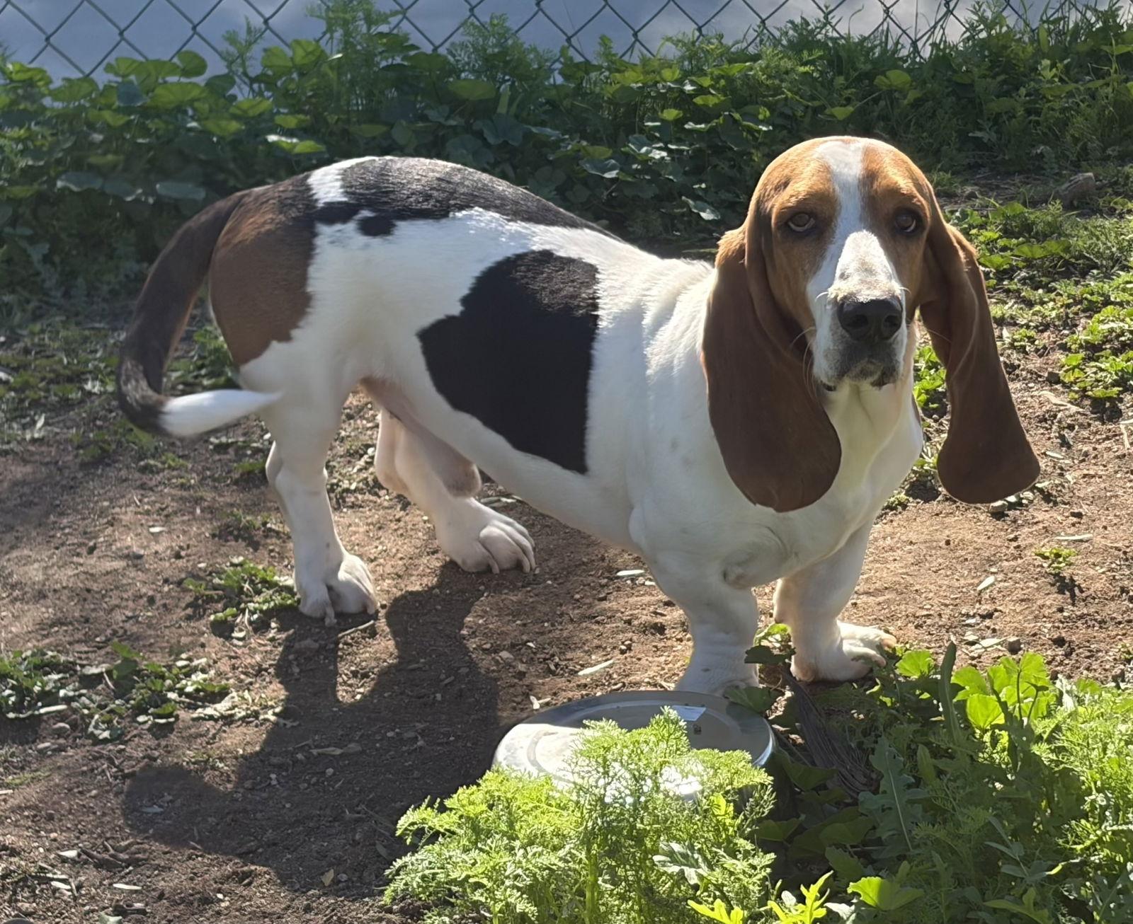 Wilbur, Adoptable, Young Male Basset Hound.