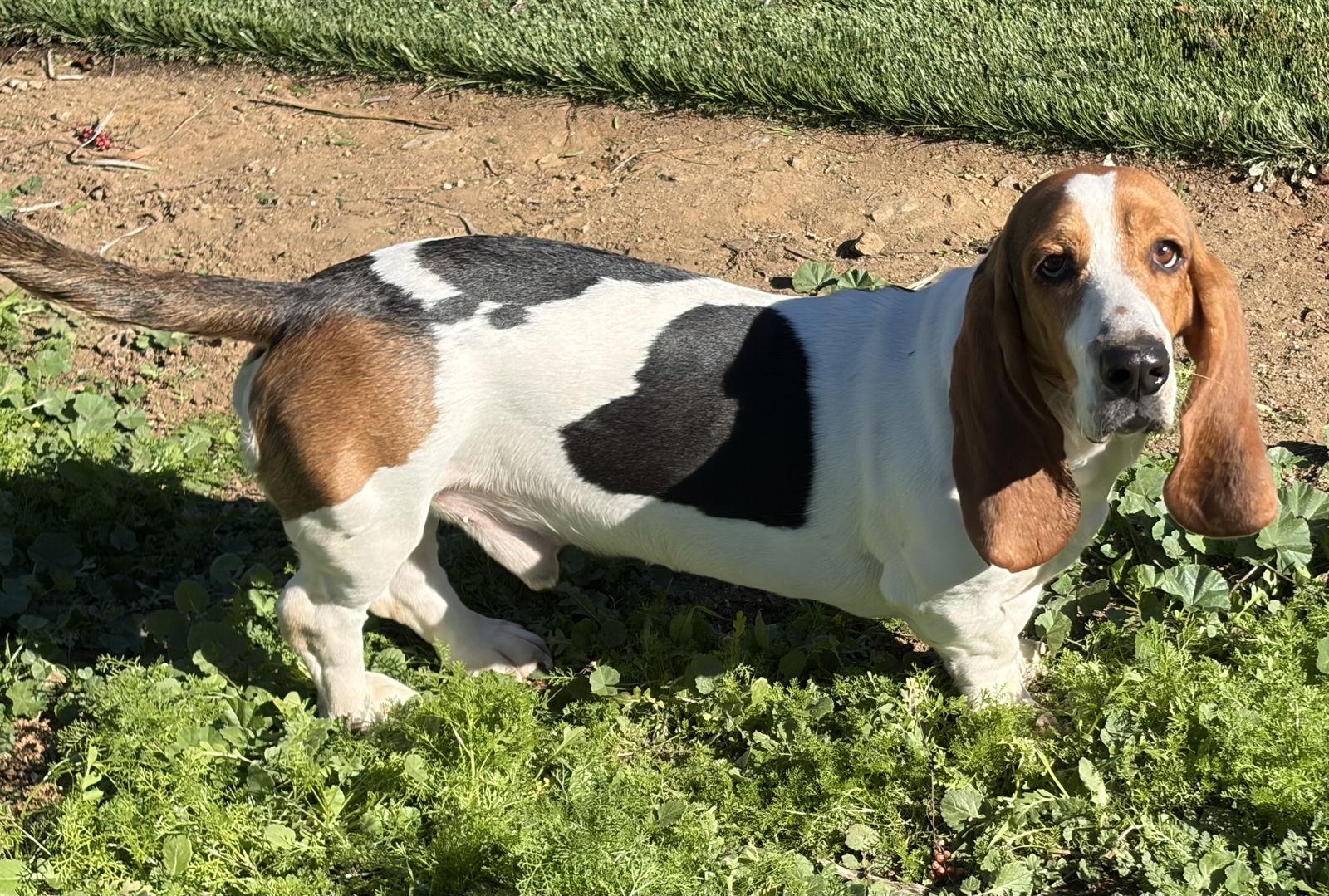 Enlarge Wilbur, a Adoptable Basset Hound in Hesperia, CA image 3/3