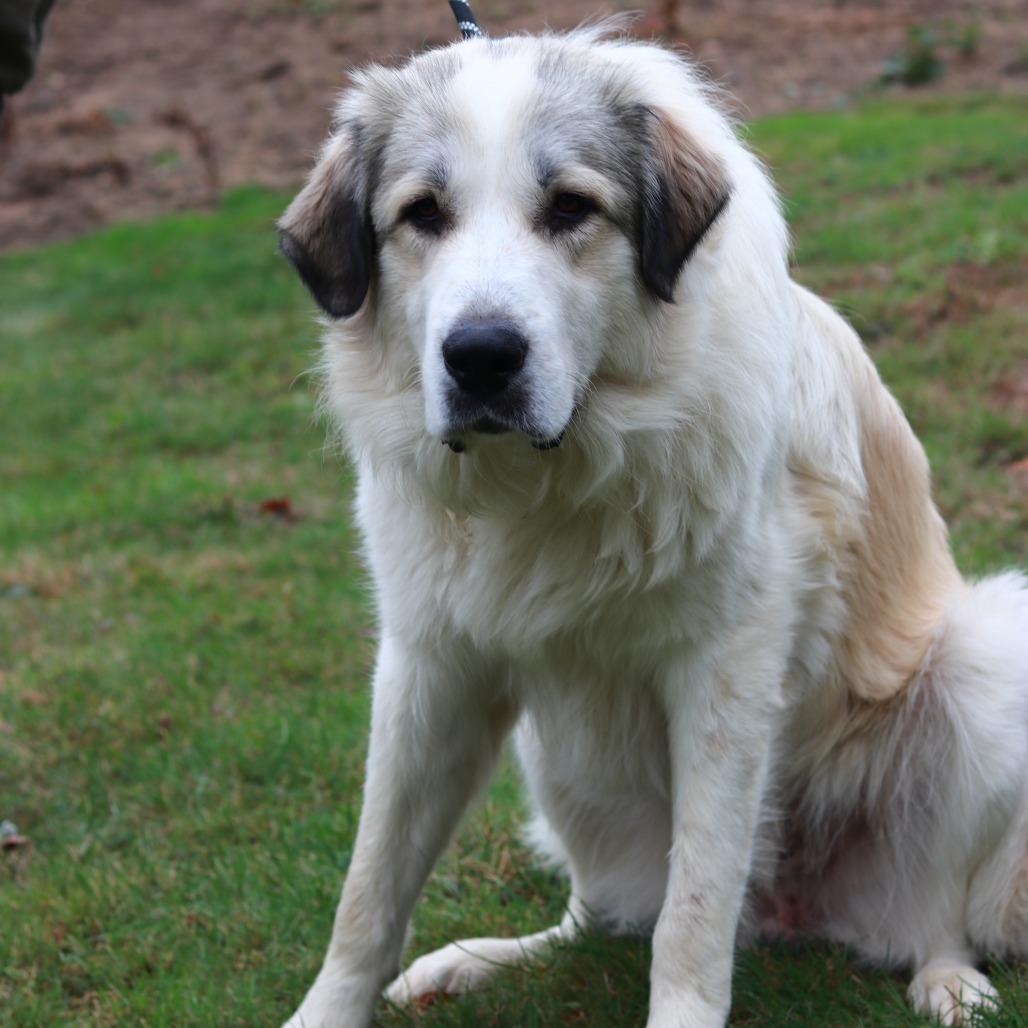 CT Biscuit, Adoptable, Adult Male Great Pyrenees & Mixed Breed.