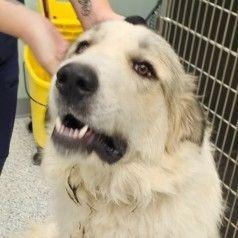 Enlarge CT Biscuit, a Adoptable mixed breed in Eastford, CT image 3/5