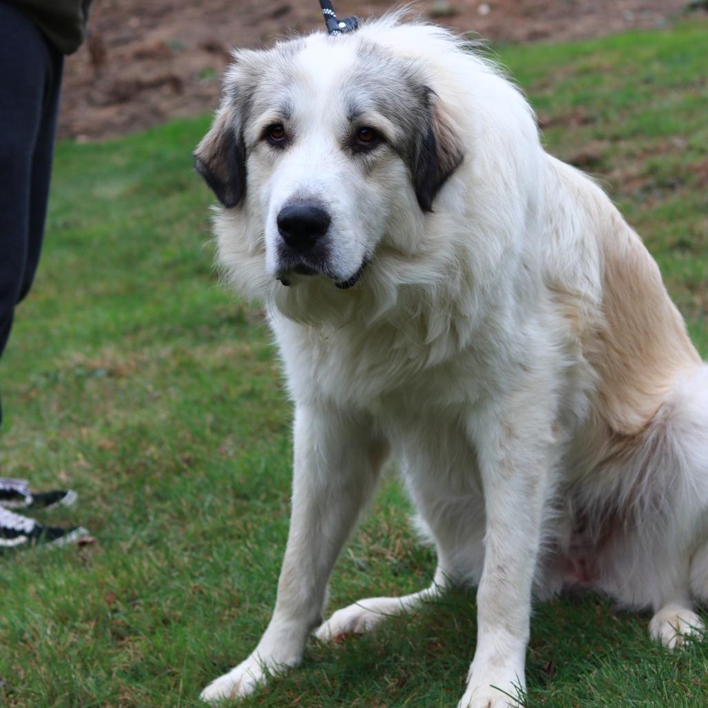 Enlarge CT Biscuit, a Adoptable mixed breed in Eastford, CT image 4/5