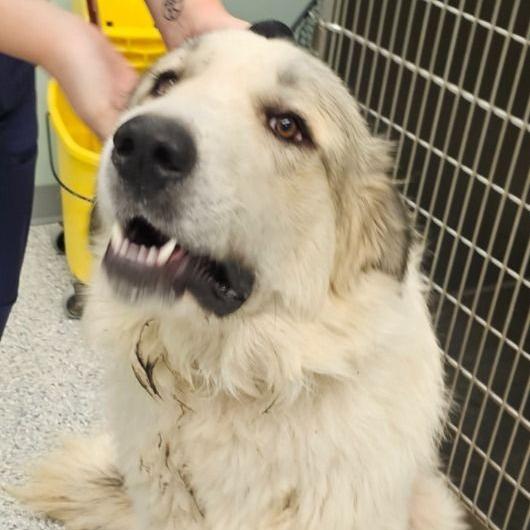 Enlarge CT Biscuit, a Adoptable mixed breed in Eastford, CT image 5/5