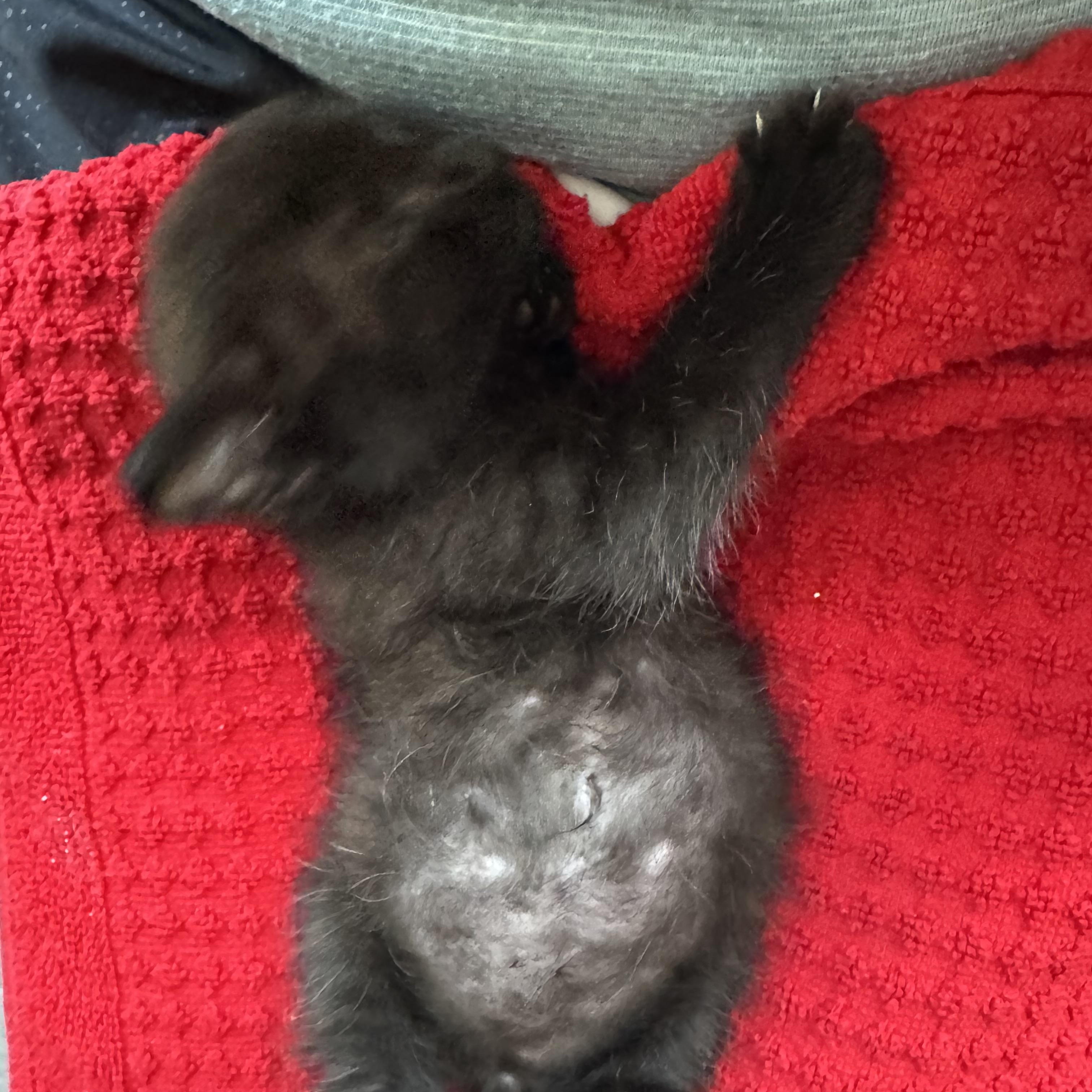 Enlarge Taft, a ADOPTABLE Domestic Medium Hair in Easley, SC image 3/3