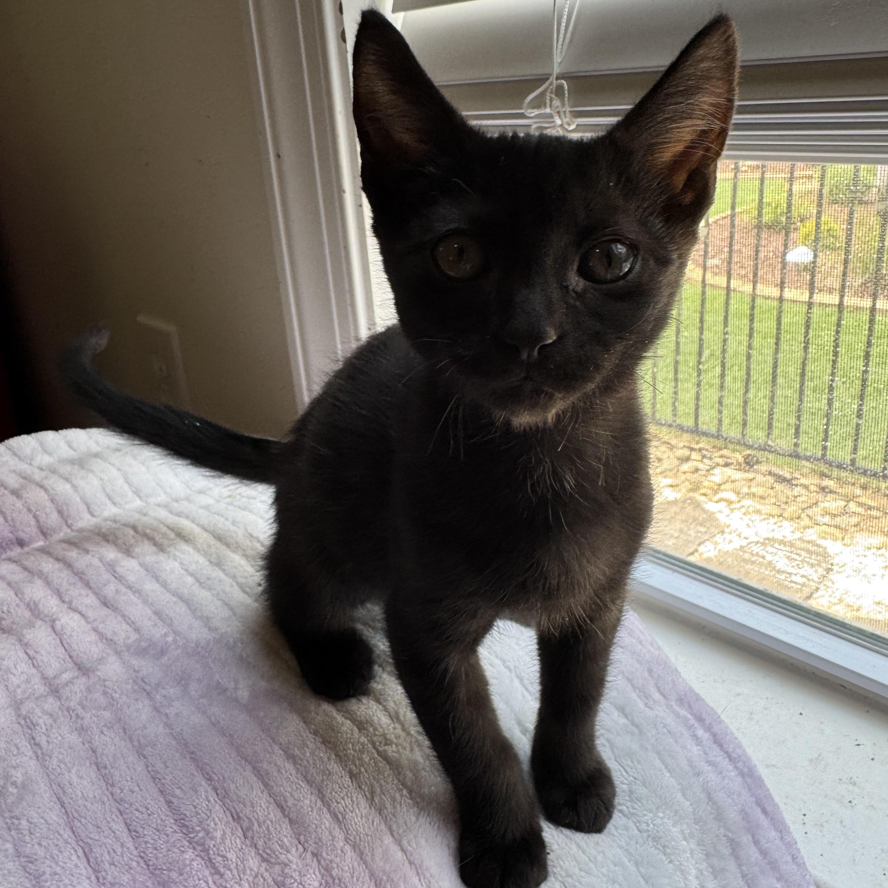 Enlarge Taft, a ADOPTABLE Domestic Medium Hair in Easley, SC image 1/3